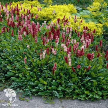 Фото Горец родственный Суперба