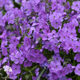 Флокс шиловидный Пёпл Спрайт