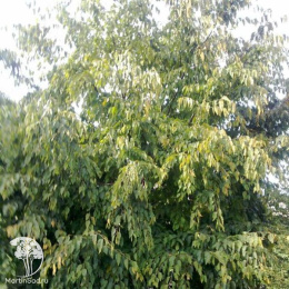 Берёза Хосери