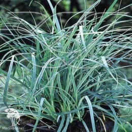 Carex panacea Pamira Осока просяная Памира