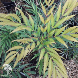 Магония прицветниковая Свит Винтер