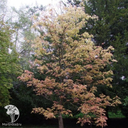 Каштан конский Эрисробластос на штамбе