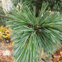 Сосна гибкая Вандервольф'с Пирамид