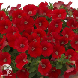 Петуния минифлора Бэби Джоконда Оранж Ред (Семена Профи)