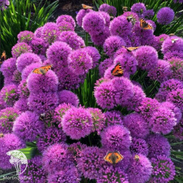 Лук декоративный Миллениум