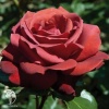 Роза чайно-гибридная Терракота фото 2 