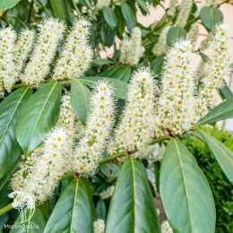 Лавровишня обыкновенная Генолия