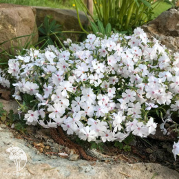 Флокс шиловидный Эмейзин Грейс