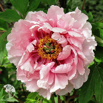 Фото Пион Баи Юань Шэн Цзин