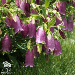 Колокольчик Дионис точечный