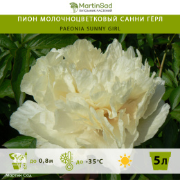 Пион молочноцветковый Санни Гёрл