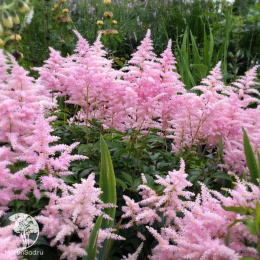 Астильба Арендса Америка