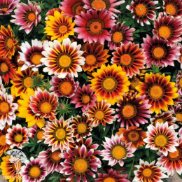 Газания (Гацания) Садовая звезда