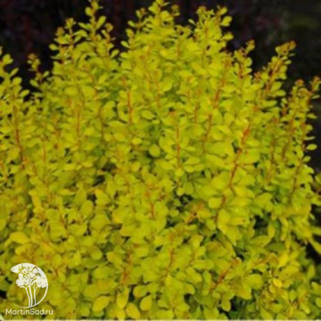 Фото Барбарис Печкин