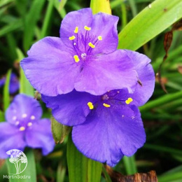 Традесканция Андерсона Барбел