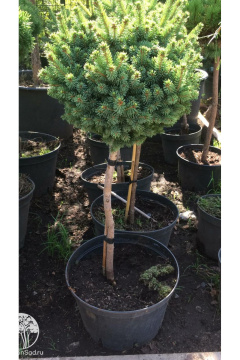 Фото Ель колючая Стэнлейс Пиджми на штамбе