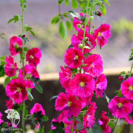 Мальва малиновая