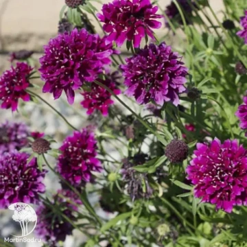 Фото Скабиоза японская Гелато Блюберри