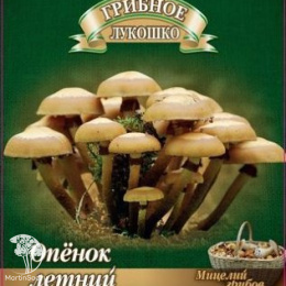 Мицелий Опёнок летний на древесной палочке