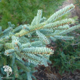 Ель сизая Коерулеа