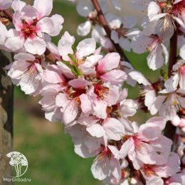 Миндаль Бумажный