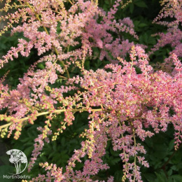 Астильба Арендса Бумальда