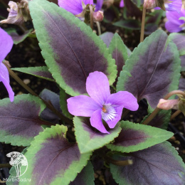 Фиалка гибридная Хартсроб