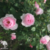 Роза флорибунда Гартентрауме фото 2 