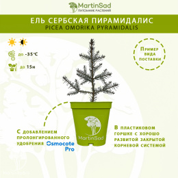 Ель сербская Пирамидалис