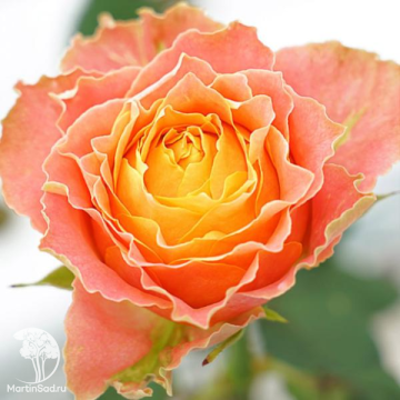 Фото Роза Кантри Луиза