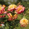 Роза чайно-гибридная Акварель фото 1 