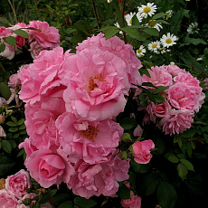 Фото Роза канадская парковая Джон Дэвис (кустовая роза)