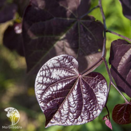 Церцис канадский Блек Перл