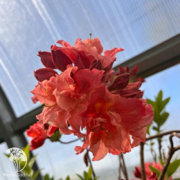 Азалия крупноцветковая Сарина