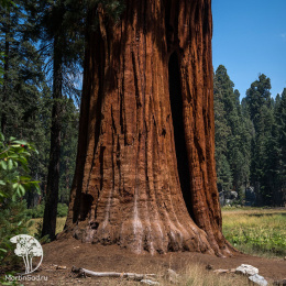 Секвойядендрон гигантский
