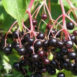 Бузина чёрная Пендула