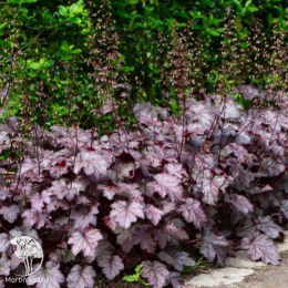 Гейхера Аметист Мист