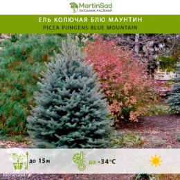 Ель колючая Блю Маунтин