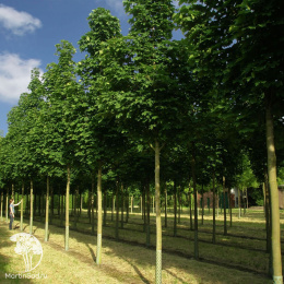 Клён остролистный Колумнаре