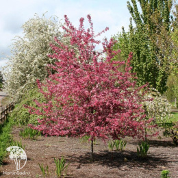 Яблоня декоративная Роял Рейндропс