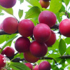 Слива колоновидная гибрид Империал + Путешественница фото 2
