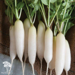 Редис Английский завтрак + Белый завтрак