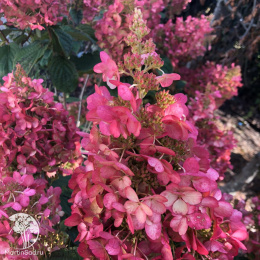 Гортензия метельчатая Петит Лантерн