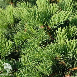 Ель обыкновенная Ломбартсии