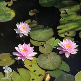 Нимфея (кувшинка) Мадам Вилфрон Гоннер