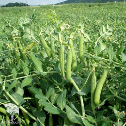 Горох Сахарная подружка 