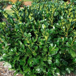 Лавровишня обыкновенная Бонапарт