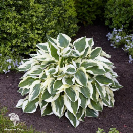 Хоста Минитмен
