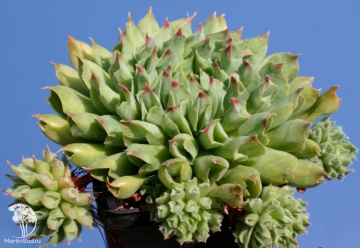 Фото Молодило Оддити