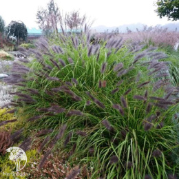 Пеннисетум лисохвостый Блэк Бьюти